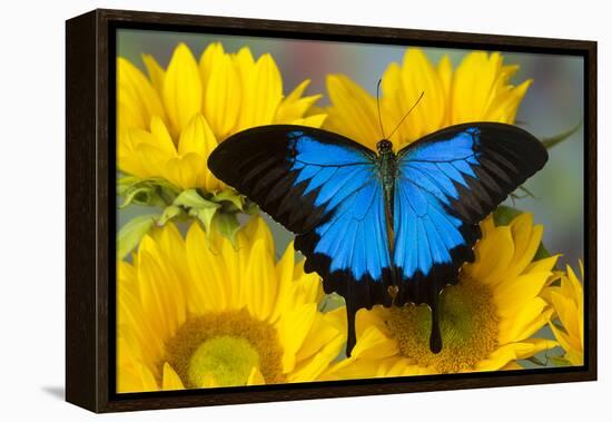 Australian Mountain Blue Swallowtail Butterfly on sunflower-Darrell Gulin-Framed Premier Image Canvas