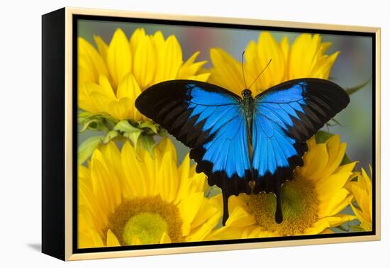 Australian Mountain Blue Swallowtail Butterfly on sunflower-Darrell Gulin-Framed Premier Image Canvas