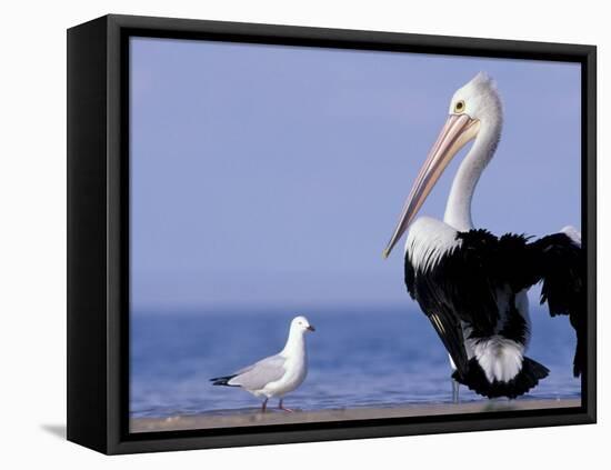 Australian Pelican and Gull on Beach, Shark Bay Marine Park, Australia-Theo Allofs-Framed Premier Image Canvas