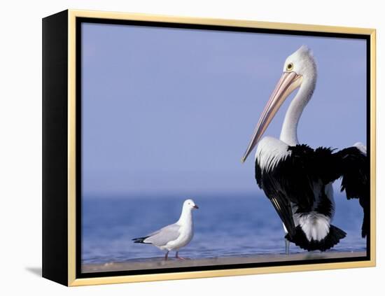 Australian Pelican and Gull on Beach, Shark Bay Marine Park, Australia-Theo Allofs-Framed Premier Image Canvas