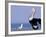 Australian Pelican and Gull on Beach, Shark Bay Marine Park, Australia-Theo Allofs-Framed Photographic Print