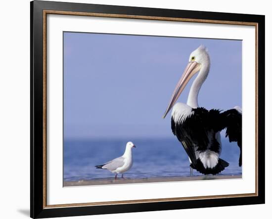 Australian Pelican and Gull on Beach, Shark Bay Marine Park, Australia-Theo Allofs-Framed Photographic Print