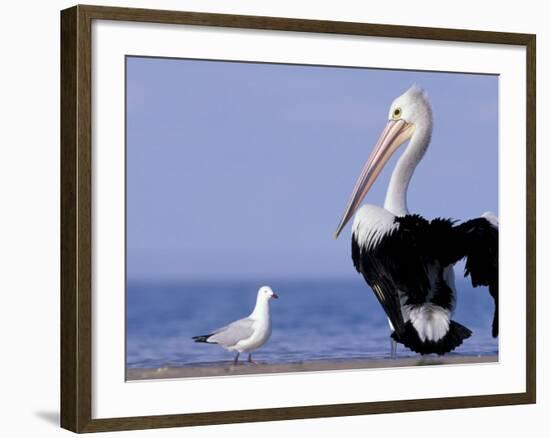 Australian Pelican and Gull on Beach, Shark Bay Marine Park, Australia-Theo Allofs-Framed Photographic Print