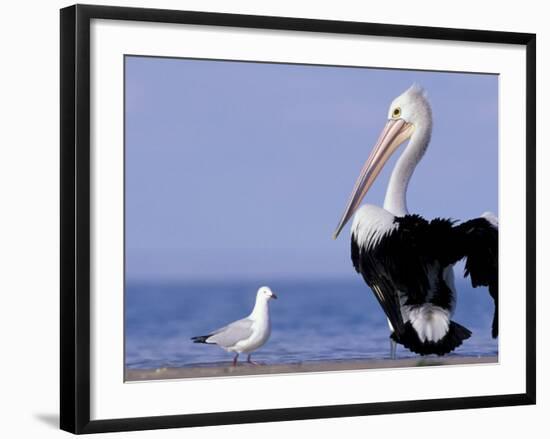 Australian Pelican and Gull on Beach, Shark Bay Marine Park, Australia-Theo Allofs-Framed Photographic Print