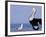 Australian Pelican and Gull on Beach, Shark Bay Marine Park, Australia-Theo Allofs-Framed Photographic Print