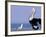 Australian Pelican and Gull on Beach, Shark Bay Marine Park, Australia-Theo Allofs-Framed Photographic Print