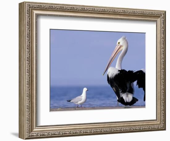 Australian Pelican and Gull on Beach, Shark Bay Marine Park, Australia-Theo Allofs-Framed Photographic Print