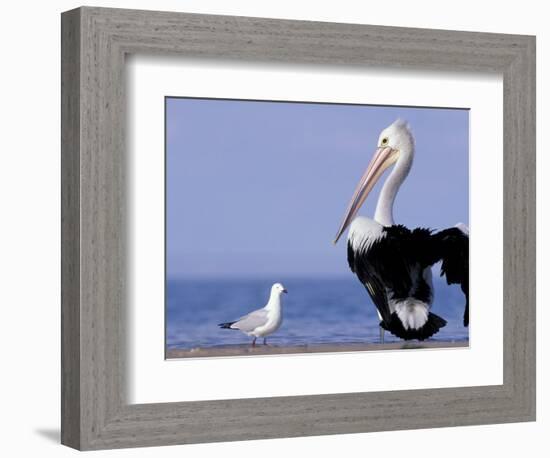 Australian Pelican and Gull on Beach, Shark Bay Marine Park, Australia-Theo Allofs-Framed Photographic Print