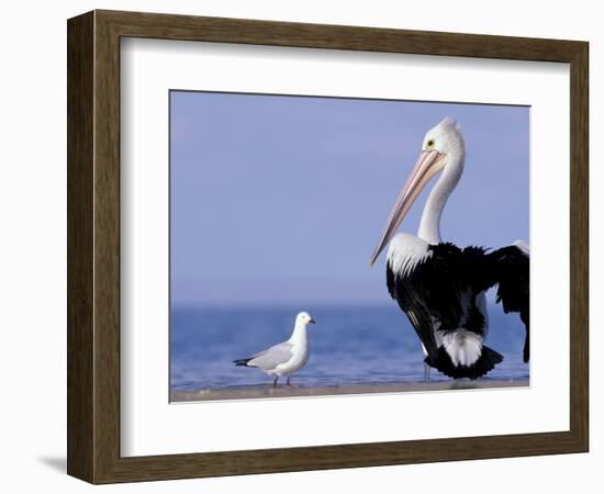 Australian Pelican and Gull on Beach, Shark Bay Marine Park, Australia-Theo Allofs-Framed Photographic Print