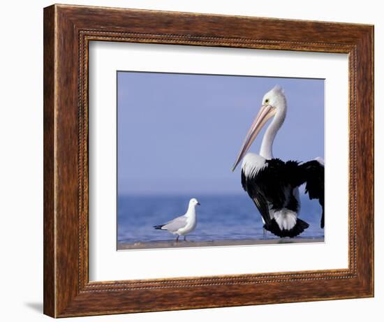 Australian Pelican and Gull on Beach, Shark Bay Marine Park, Australia-Theo Allofs-Framed Photographic Print