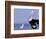 Australian Pelican and Gull on Beach, Shark Bay Marine Park, Australia-Theo Allofs-Framed Photographic Print