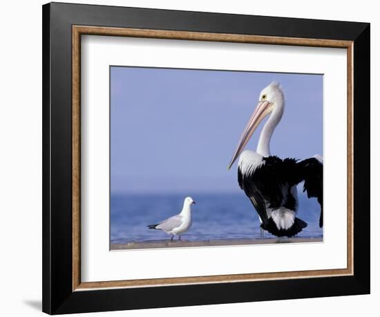 Australian Pelican and Gull on Beach, Shark Bay Marine Park, Australia-Theo Allofs-Framed Photographic Print