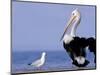 Australian Pelican and Gull on Beach, Shark Bay Marine Park, Australia-Theo Allofs-Mounted Photographic Print