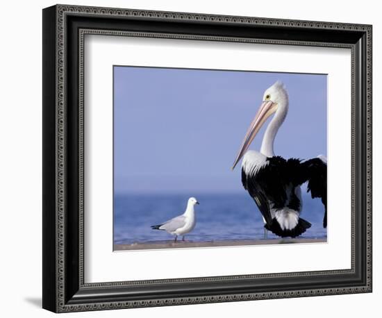 Australian Pelican and Gull on Beach, Shark Bay Marine Park, Australia-Theo Allofs-Framed Photographic Print