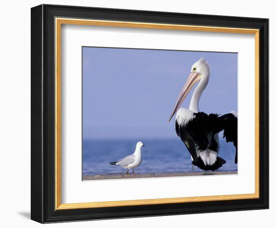 Australian Pelican and Gull on Beach, Shark Bay Marine Park, Australia-Theo Allofs-Framed Photographic Print