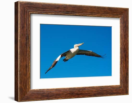 Australian Pelican, Kingscote, Kangaroo Island, South Australia-Mark A Johnson-Framed Photographic Print