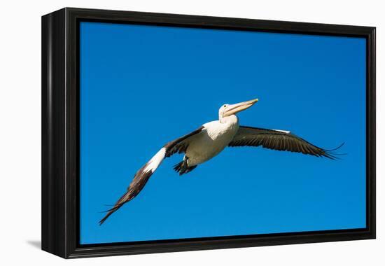Australian Pelican, Kingscote, Kangaroo Island, South Australia-Mark A Johnson-Framed Premier Image Canvas