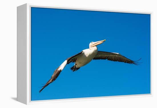 Australian Pelican, Kingscote, Kangaroo Island, South Australia-Mark A Johnson-Framed Premier Image Canvas