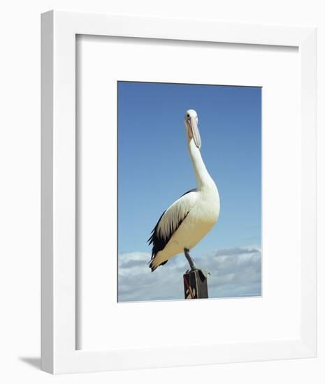 Australian Pelican, Pelecanus Conspicillatus, Shark Bay, Western Australia, Australia, Pacific-Ann & Steve Toon-Framed Photographic Print