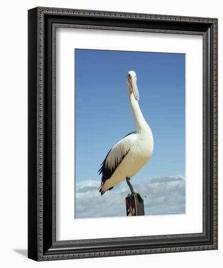 Australian Pelican, Pelecanus Conspicillatus, Shark Bay, Western Australia, Australia, Pacific-Ann & Steve Toon-Framed Photographic Print