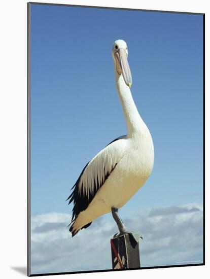 Australian Pelican, Pelecanus Conspicillatus, Shark Bay, Western Australia, Australia, Pacific-Ann & Steve Toon-Mounted Photographic Print