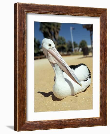 Australian Pelican (Pelecanus Conspicillatus), Shark Bay, Western Australia, Australia-Steve & Ann Toon-Framed Photographic Print