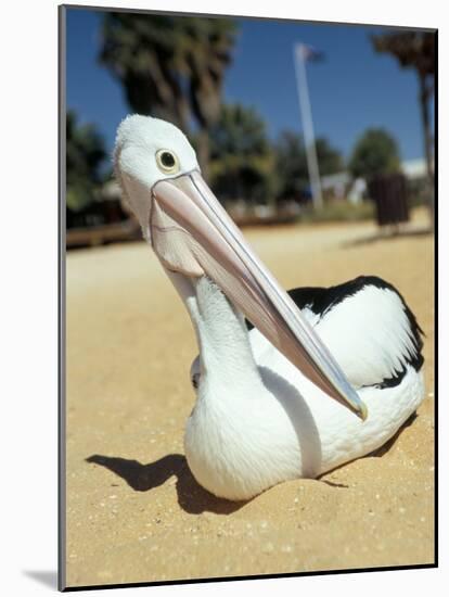 Australian Pelican (Pelecanus Conspicillatus), Shark Bay, Western Australia, Australia-Steve & Ann Toon-Mounted Photographic Print