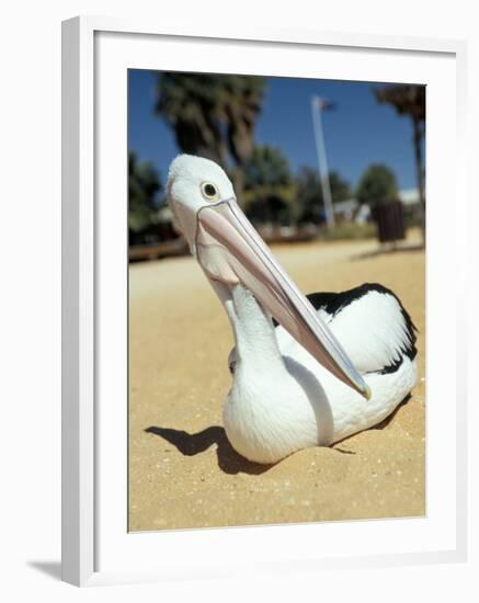 Australian Pelican (Pelecanus Conspicillatus), Shark Bay, Western Australia, Australia-Steve & Ann Toon-Framed Photographic Print