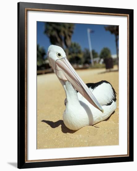 Australian Pelican (Pelecanus Conspicillatus), Shark Bay, Western Australia, Australia-Steve & Ann Toon-Framed Photographic Print