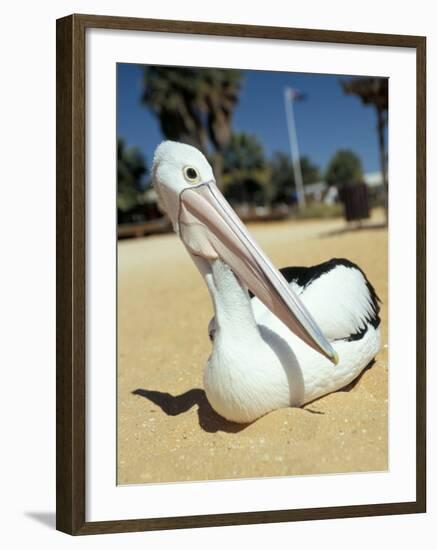 Australian Pelican (Pelecanus Conspicillatus), Shark Bay, Western Australia, Australia-Steve & Ann Toon-Framed Photographic Print