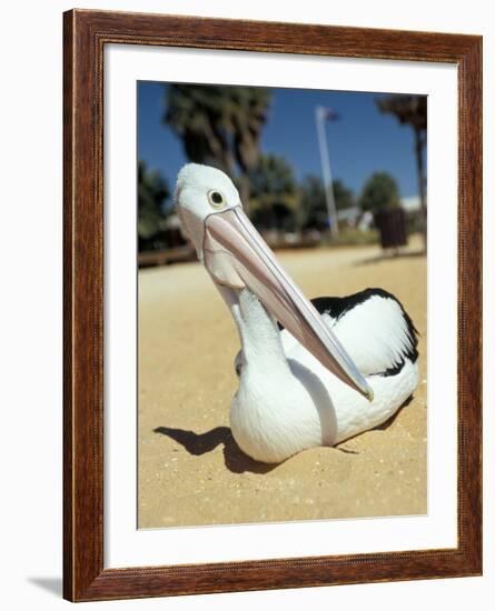 Australian Pelican (Pelecanus Conspicillatus), Shark Bay, Western Australia, Australia-Steve & Ann Toon-Framed Photographic Print