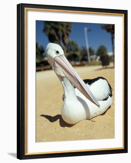 Australian Pelican (Pelecanus Conspicillatus), Shark Bay, Western Australia, Australia-Steve & Ann Toon-Framed Photographic Print