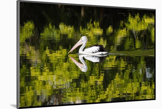 Australian Pelican reflected in a lake,  Australia-Mark A Johnson-Mounted Photographic Print