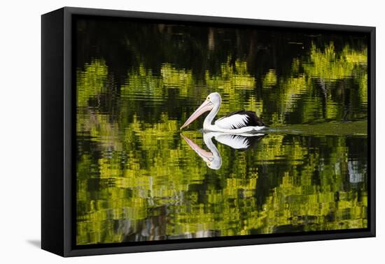 Australian Pelican reflected in a lake,  Australia-Mark A Johnson-Framed Premier Image Canvas