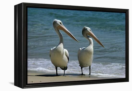 Australian Pelican Two Birds at Wateros Edge-null-Framed Premier Image Canvas