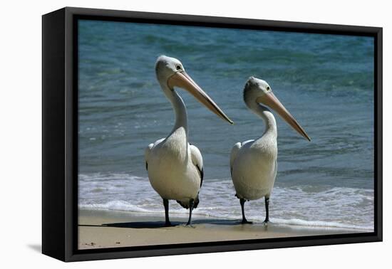 Australian Pelican Two Birds at Wateros Edge-null-Framed Premier Image Canvas