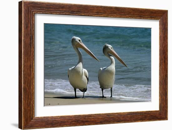 Australian Pelican Two Birds at Wateros Edge-null-Framed Photographic Print