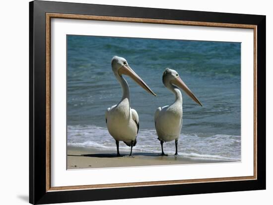 Australian Pelican Two Birds at Wateros Edge-null-Framed Photographic Print