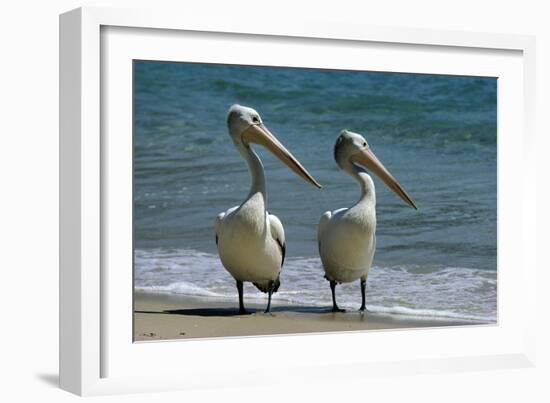 Australian Pelican Two Birds at Wateros Edge-null-Framed Photographic Print