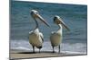 Australian Pelican Two Birds at Wateros Edge-null-Mounted Photographic Print