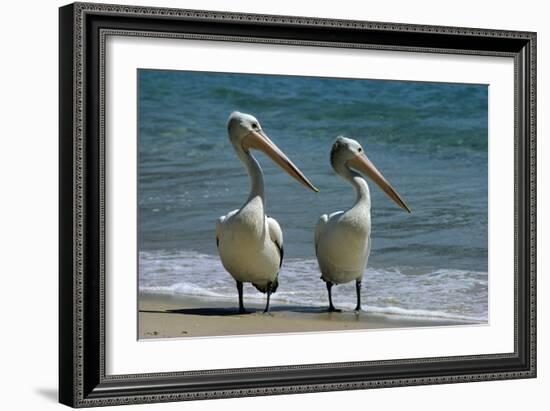Australian Pelican Two Birds at Wateros Edge-null-Framed Photographic Print