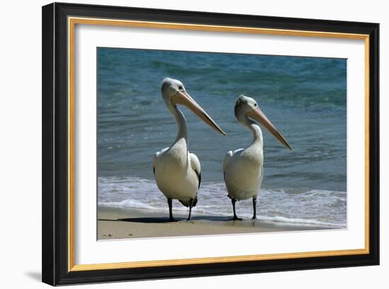 Australian Pelican Two Birds at Wateros Edge-null-Framed Photographic Print