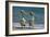 Australian Pelican Two Birds at Wateros Edge-null-Framed Photographic Print