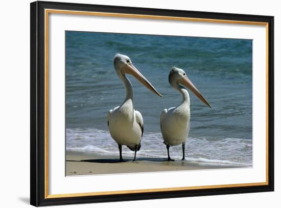 Australian Pelican Two Birds at Wateros Edge-null-Framed Photographic Print