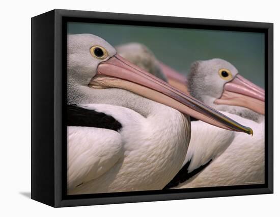 Australian Pelicans, Queensland, Australia-Staffan Widstrand-Framed Premier Image Canvas