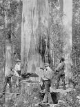 Felling a Blue-Gum Tree in Huon Forest, Tasmania, c.1900, from 'Under the Southern Cross -?-Australian Photographer-Photographic Print