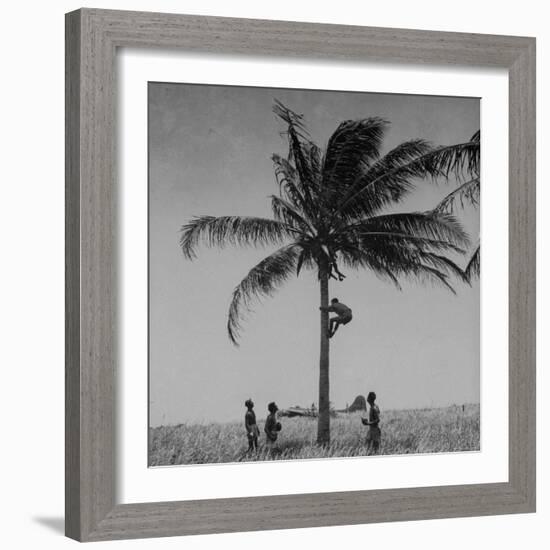 Australian Pilot Lisle Johnston Showing American B-17 Bomber "Frank Buck" How to Gather Coconuts-George Strock-Framed Photographic Print