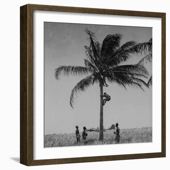 Australian Pilot Lisle Johnston Showing American B-17 Bomber "Frank Buck" How to Gather Coconuts-George Strock-Framed Photographic Print