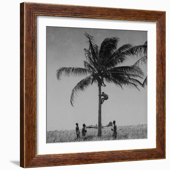 Australian Pilot Lisle Johnston Showing American B-17 Bomber "Frank Buck" How to Gather Coconuts-George Strock-Framed Photographic Print