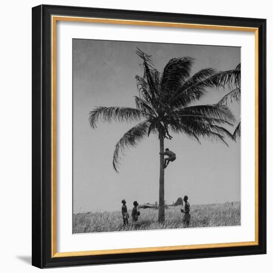 Australian Pilot Lisle Johnston Showing American B-17 Bomber "Frank Buck" How to Gather Coconuts-George Strock-Framed Photographic Print